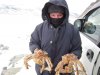 Krabs-My.JPG