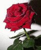 rose4.jpg